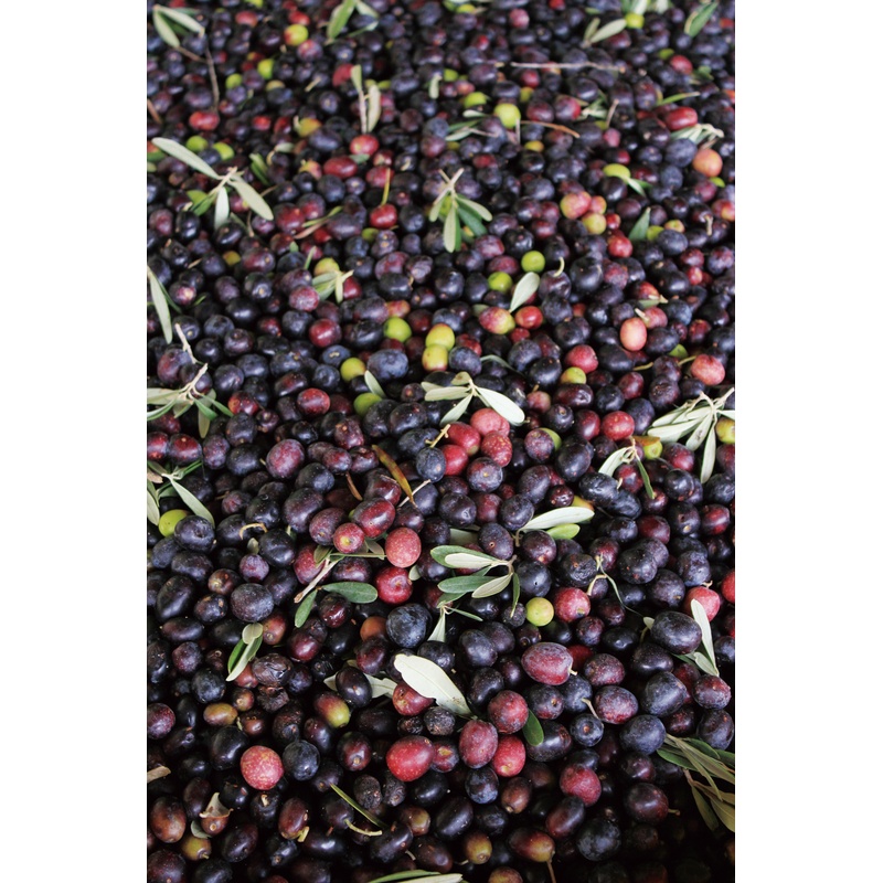 創健社 有機べに花一番＆オリーブオイルセット　ＳＳＯ−３1 