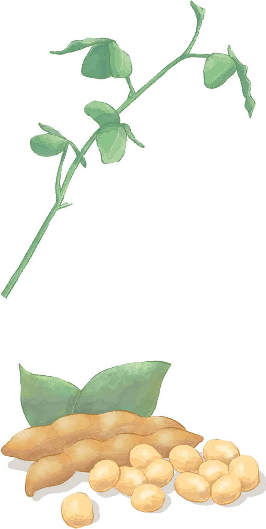 発酵豆乳入りマーガリン