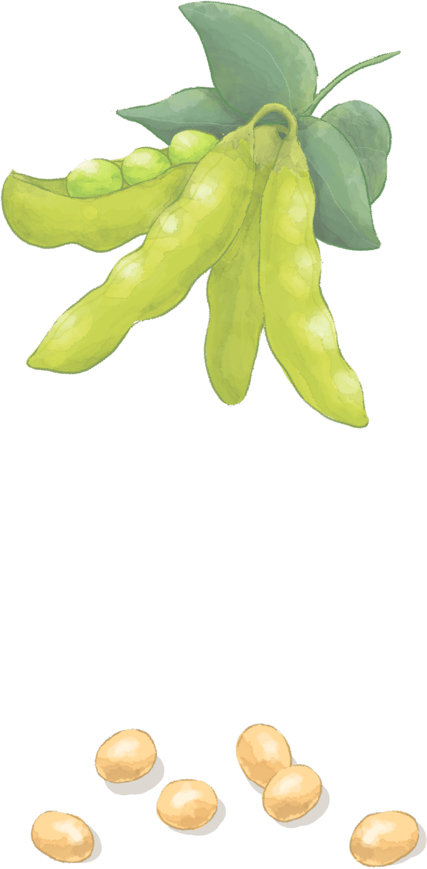 発酵豆乳入りマーガリン